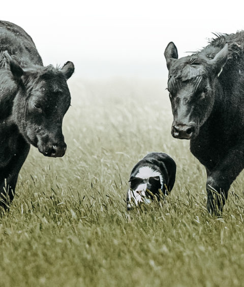 home-national-cattledog-association